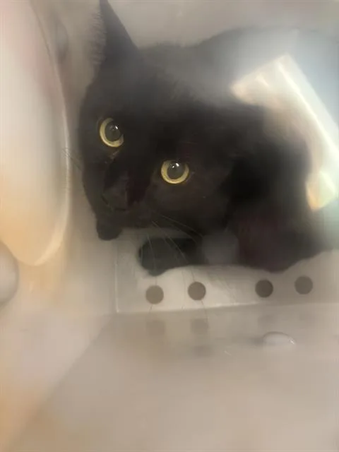 An adult medium-sized male Domestic Short Hair cat named Cane for adoption in Dallas, TX