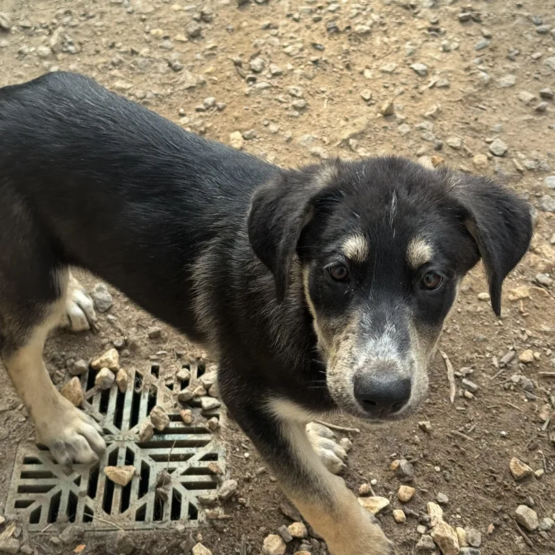 A baby large-sized female Tricolor (Brown, Black, & White) Mixed Breed dog named Elizabeth for adoption in Fredericksburg, VA