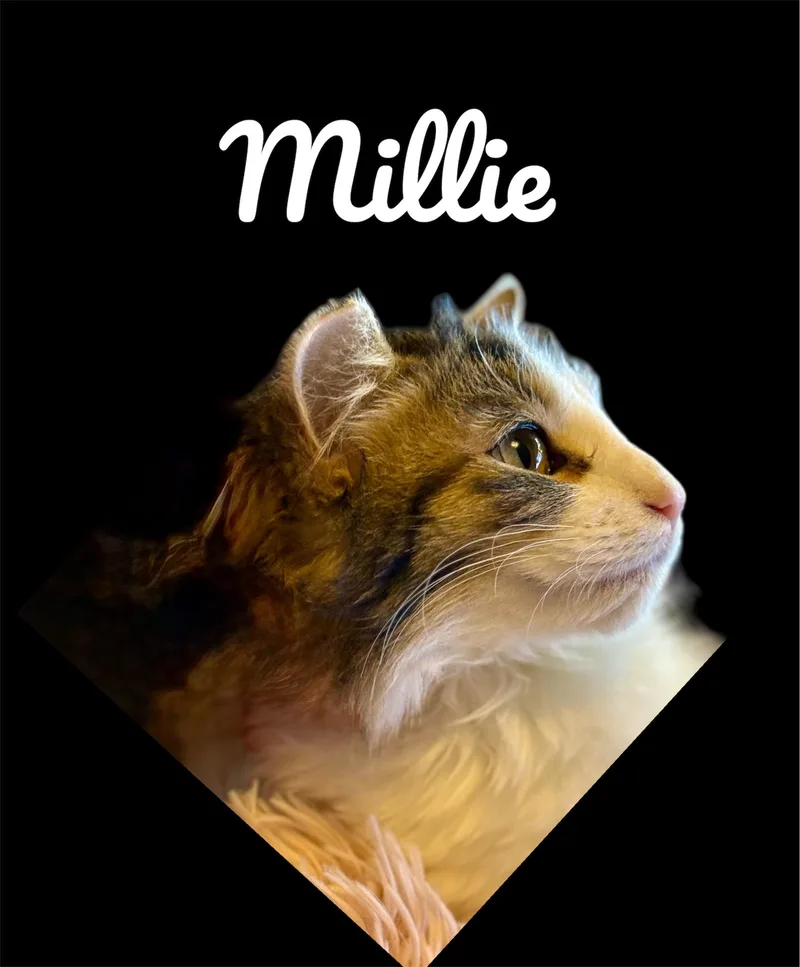 Millie thumbnail 2