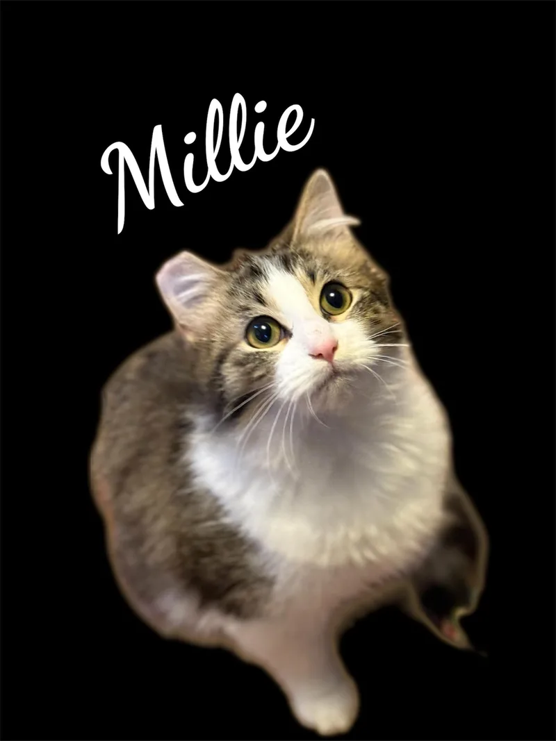 Millie