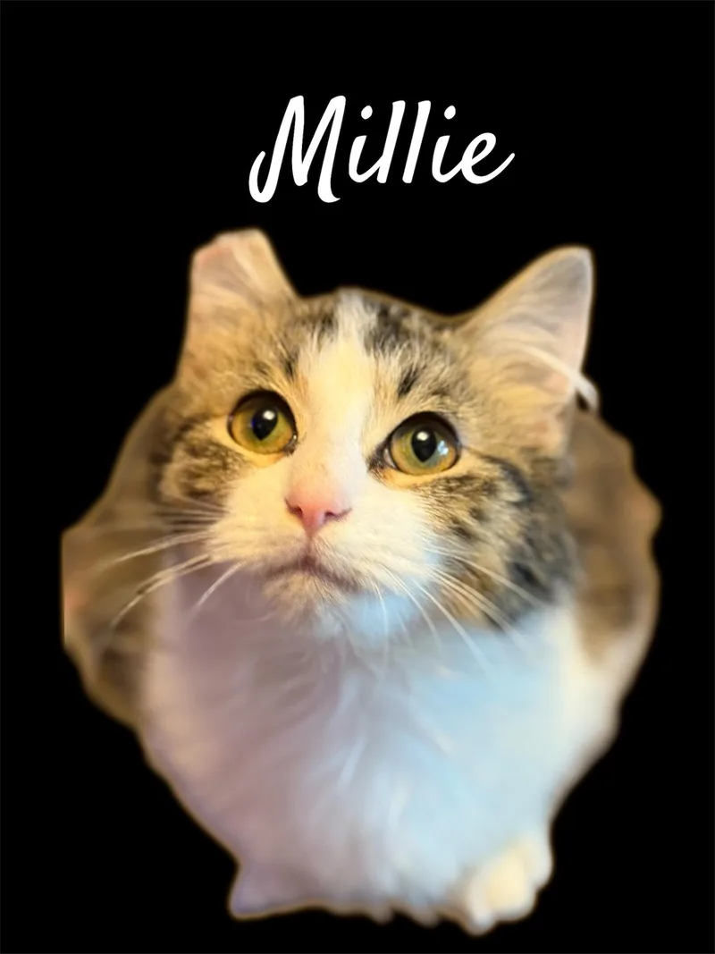Millie thumbnail 3