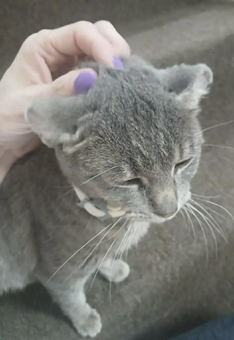 A young medium-sized female Tabby (Gray / Blue / Silver) Domestic Short Hair cat named Afortunada for adoption in Milwaukee, WI