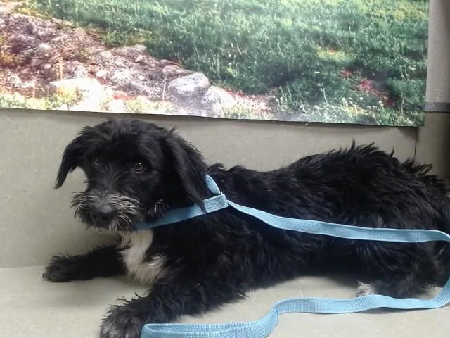 A young medium-sized female Terrier dog named Bunnie for adoption in Moreno Valley, CA