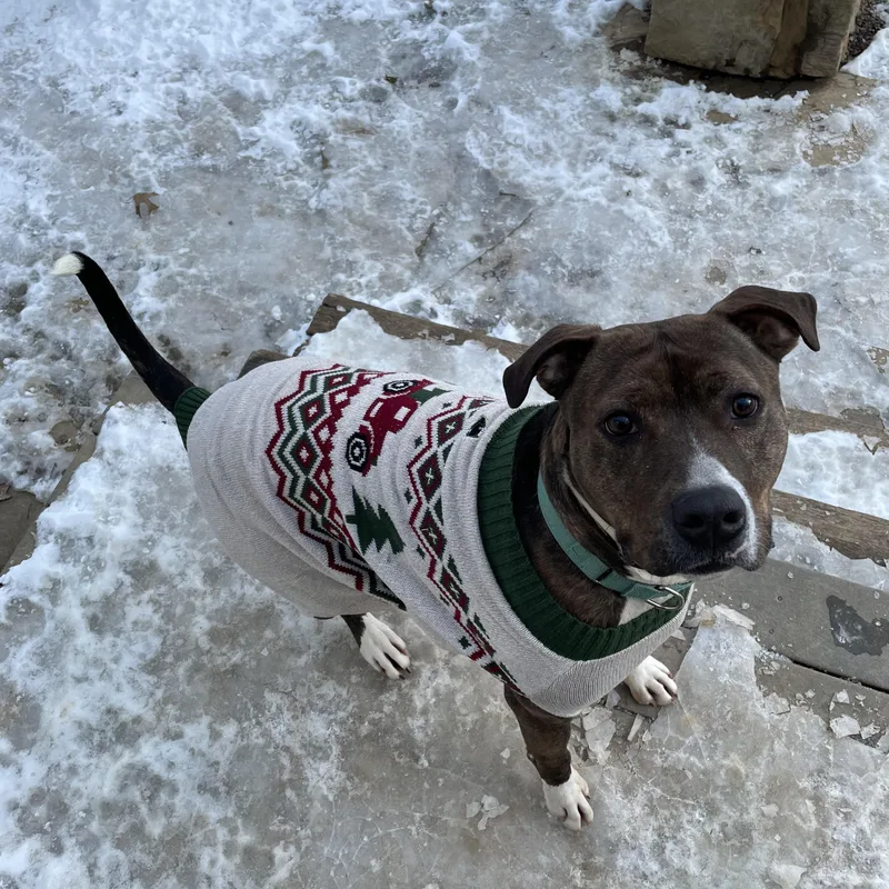 An adult large-sized male Brindle Pit Bull Terrier dog named Benny for adoption in Lincoln University, PA