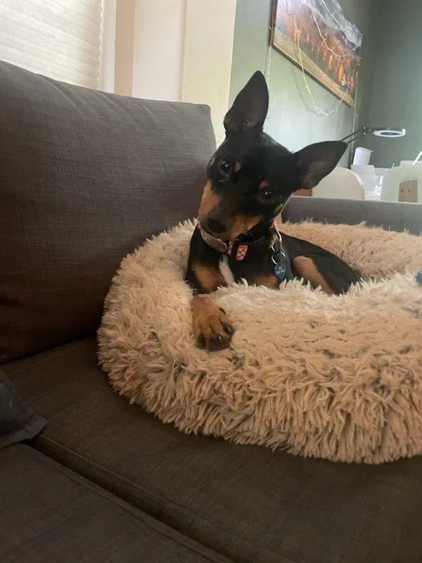 A young small-sized male Tricolor (Brown, Black, & White) Manchester Terrier dog named Rooster for adoption in Portland, OR