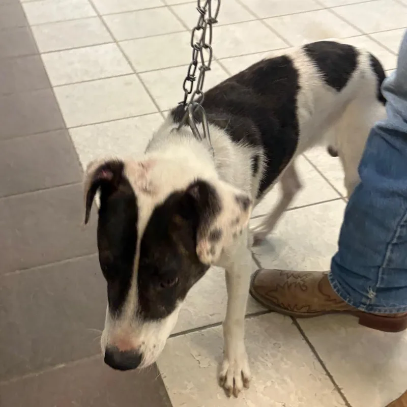 An adult small-sized male Black Mixed Breed dog named Strayharbinstreet for adoption in Columbus, GA