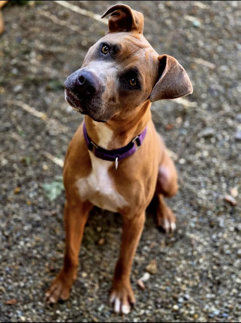 A young medium-sized female American Staffordshire Terrier dog named Naomi for adoption in Youngstown, OH