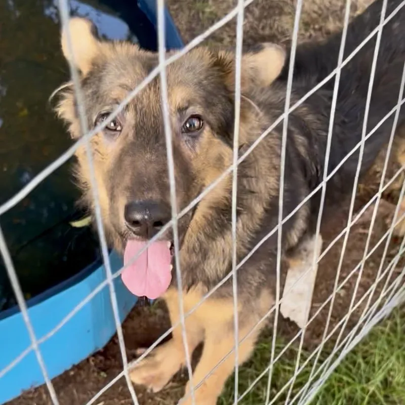 A young medium-sized male Black Shepherd dog named Freddie for adoption in Little Rock, AR