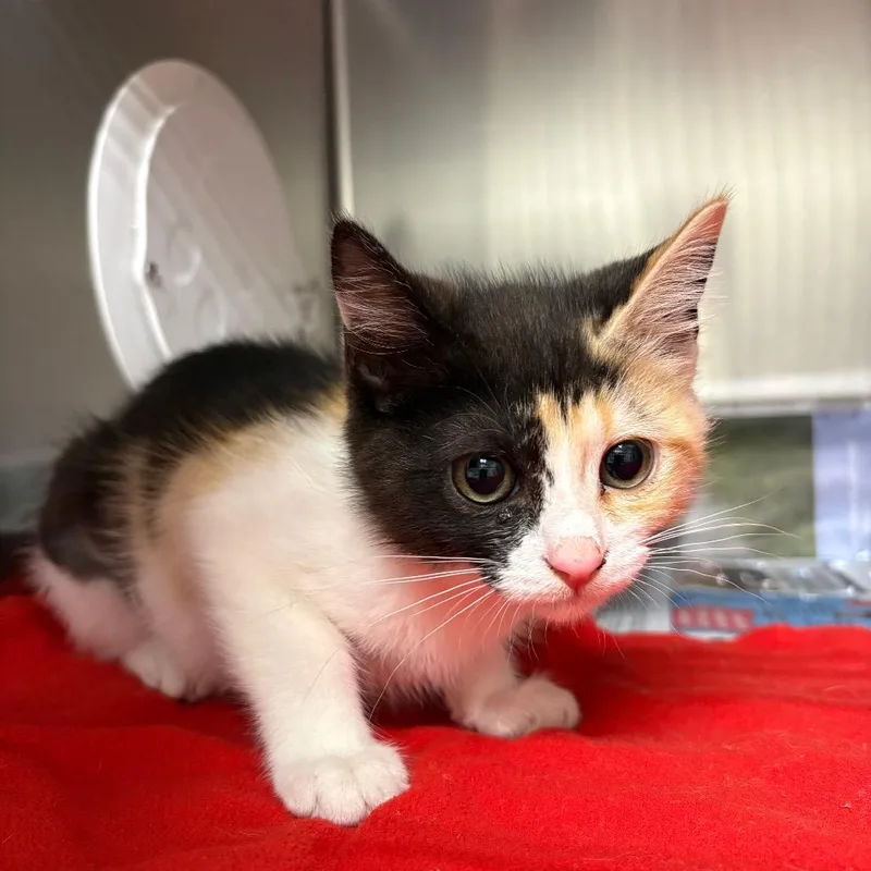 A baby small-sized female Calico Domestic Short Hair cat named Sparkle for adoption in Milton, FL