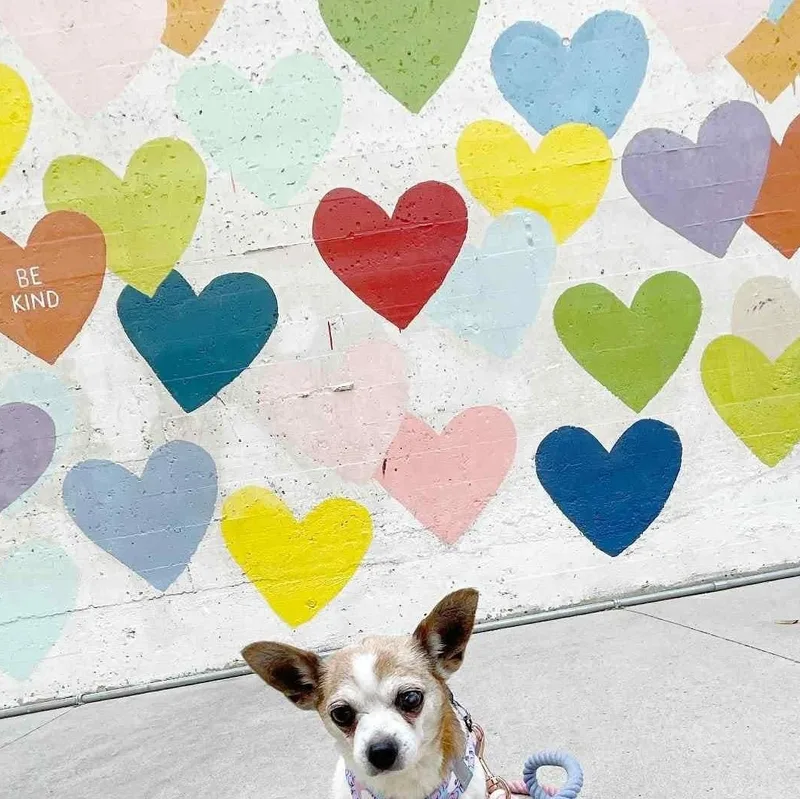An adult small-sized female White / Cream Chihuahua dog named Bacon Bit for adoption in Cornelius, NC