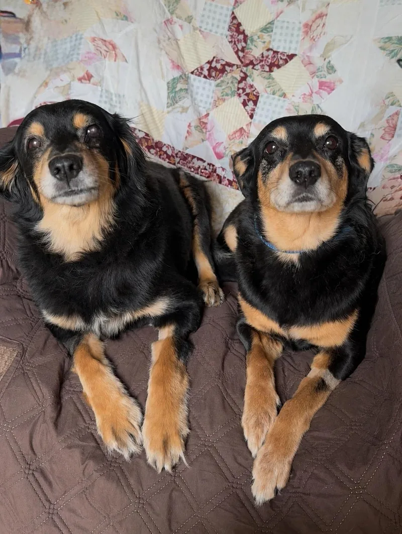 A senior small-sized female Bicolor Cavalier King Charles Spaniel dog named Snuggly Sundae And Sandy for adoption in Burlington, NC