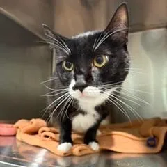 An adult medium-sized male Domestic Short Hair cat named Mitchell for adoption in Cumming, GA
