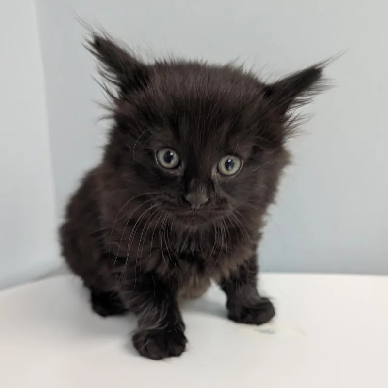 A baby small-sized male Black Domestic Long Hair cat named Sir Oliver for adoption in Indianapolis, IN