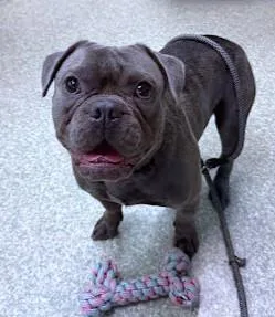 An adult medium-sized male French Bulldog dog named Thor for adoption in Washington, DC