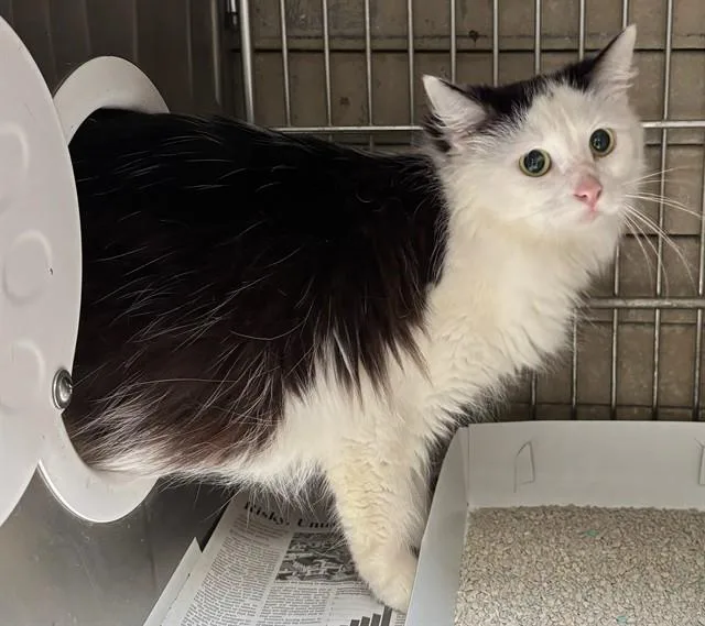 An adult medium-sized female Domestic Short Hair cat named Fifi for adoption in Baldwin Park, CA