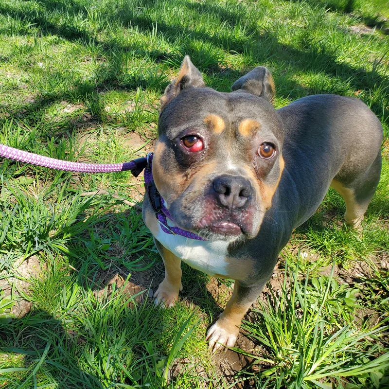 An adult medium-sized female Tricolor (Brown, Black, & White) Staffordshire Bull Terrier dog named Lulu for adoption in Jersey city, NJ
