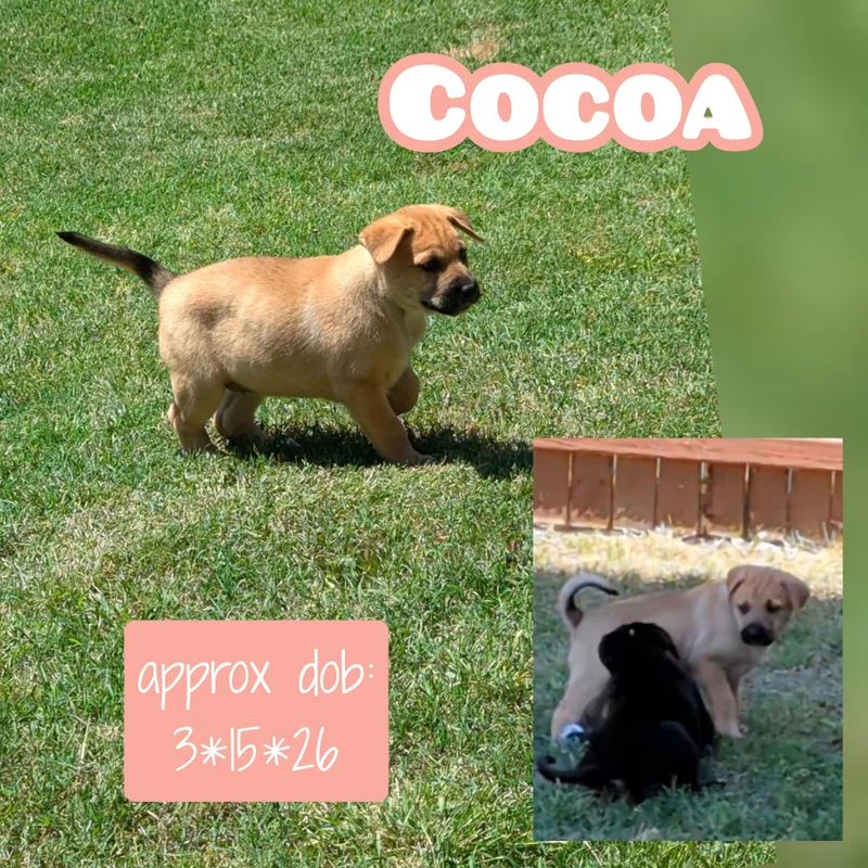 A baby medium-sized female Black Mouth Cur dog named Coco for adoption in Plano, TX