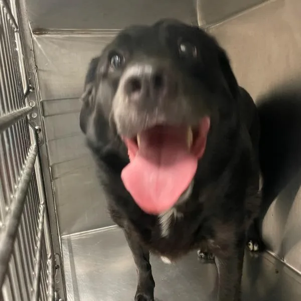 An adult large-sized male Labrador Retriever dog named Marcus for adoption in Des Moines, IA