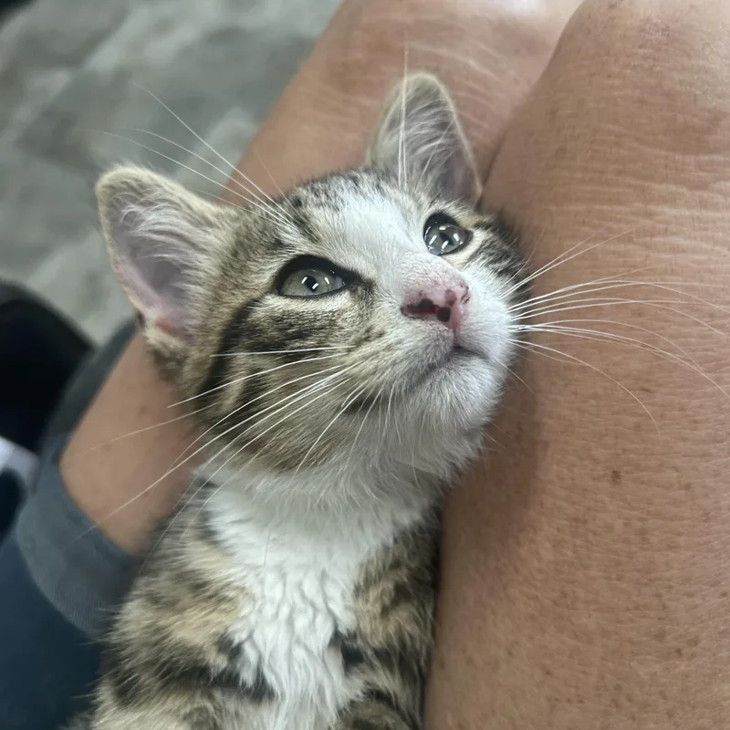 Beau