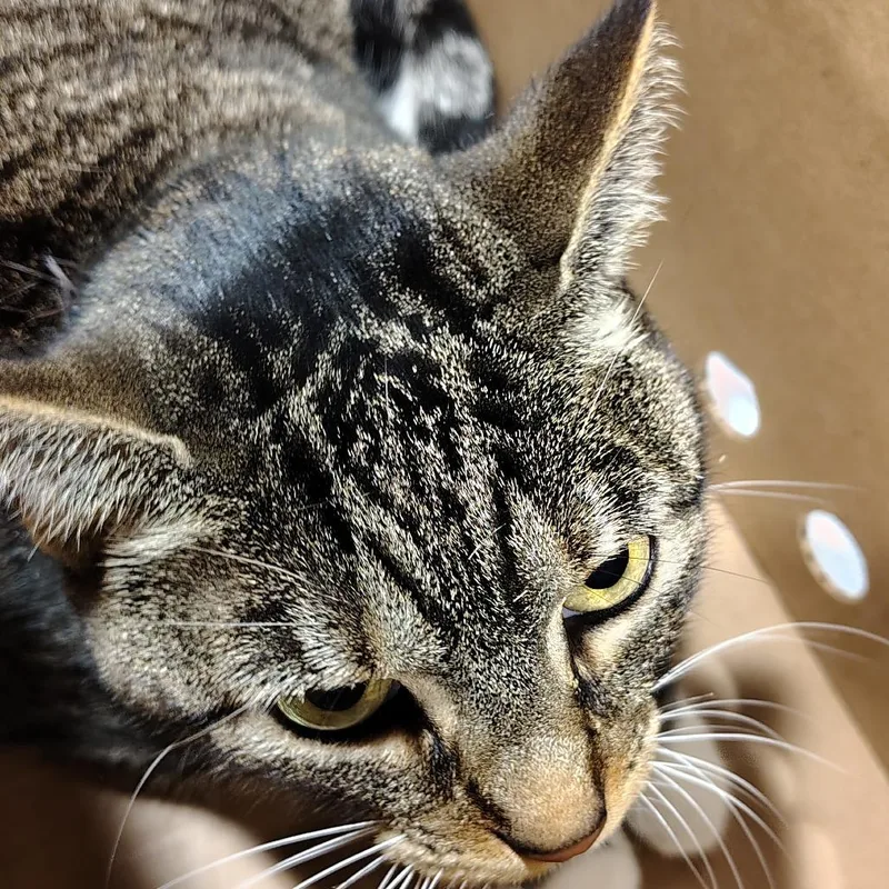 An adult large-sized female Domestic Short Hair cat named Kiwi for adoption in Tampa, FL