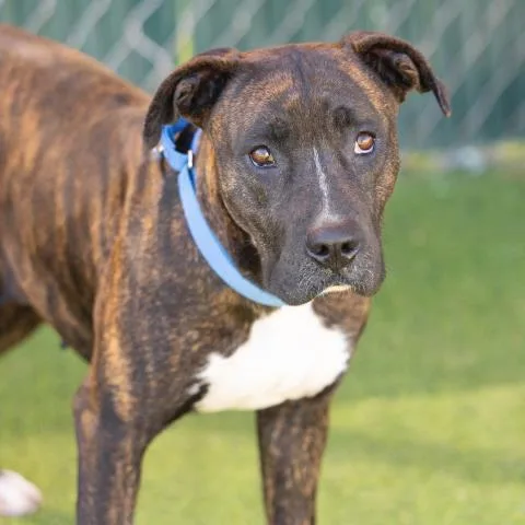 An adult large-sized female Pit Bull Terrier dog named Kendall for adoption in Camarillo, CA