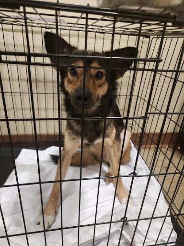 An adult medium-sized male German Shepherd Dog dog named Rolo for adoption in Austin, TX