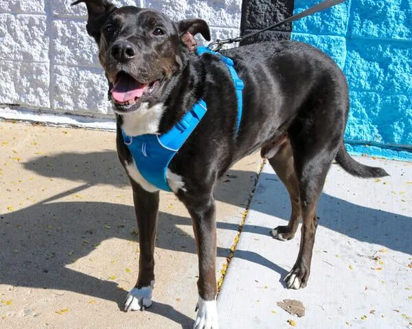 Boo Radley thumbnail 2