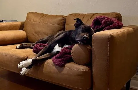 Boo Radley thumbnail 3