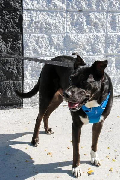 Boo Radley thumbnail 4