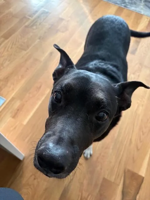 Boo Radley thumbnail 5