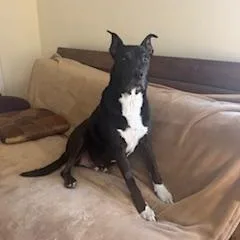 Boo Radley thumbnail 6