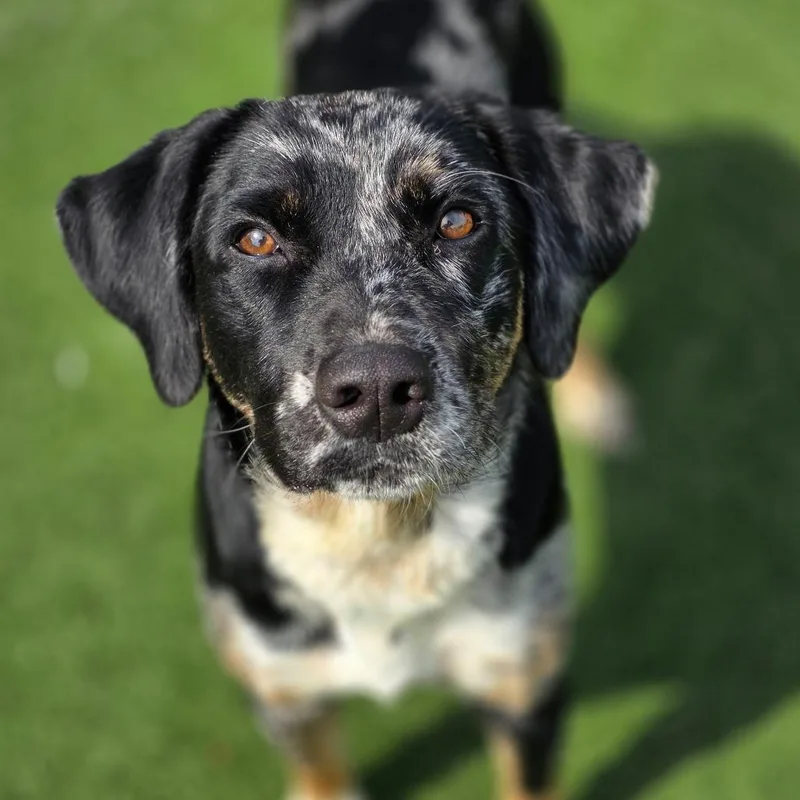 An adult medium-sized female Black Mixed Breed dog named Aurora for adoption in Rocky Mount, VA