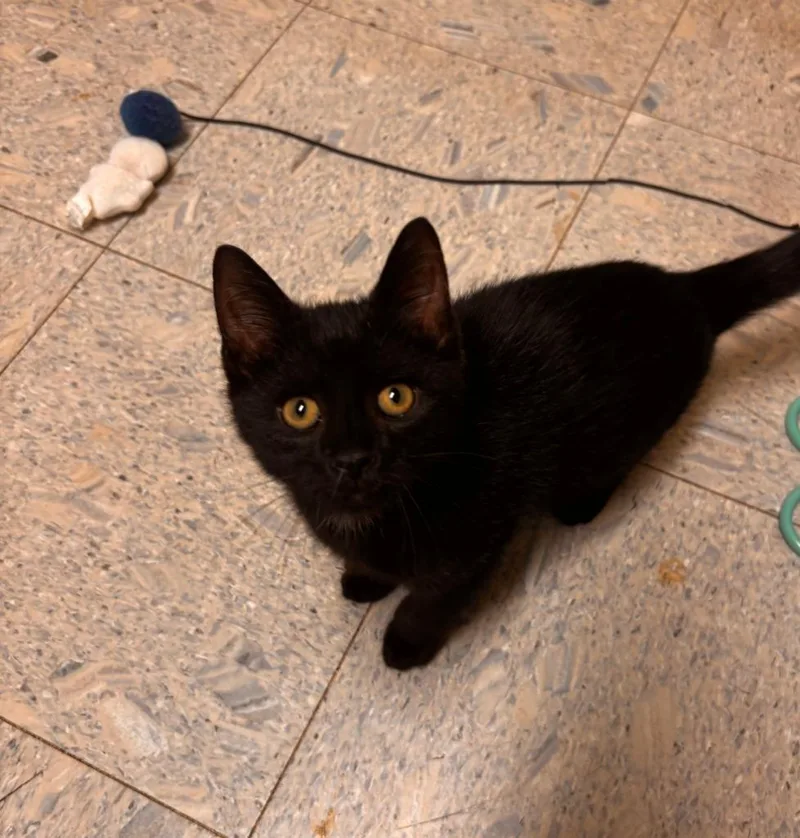 A baby medium-sized male Domestic Short Hair cat named Victor for adoption in Sandusky, OH