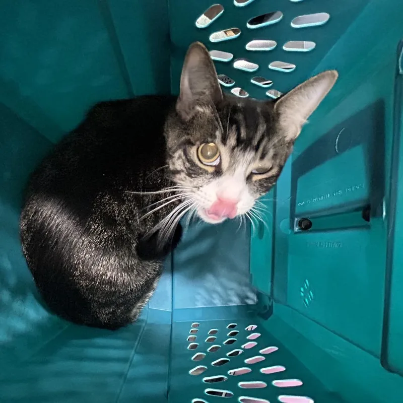 A baby medium-sized female Gray / Blue / Silver Domestic Short Hair cat named Kewpie for adoption in Newark, NJ