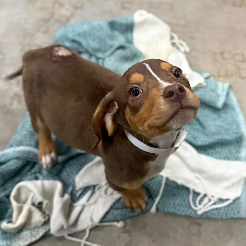 A baby small-sized male Hound dog named Tickle for adoption in Parrish, AL