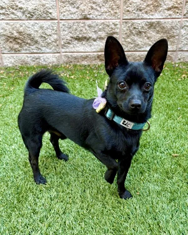 A young small-sized male Schipperke dog named Chuckie for adoption in Novato, CA