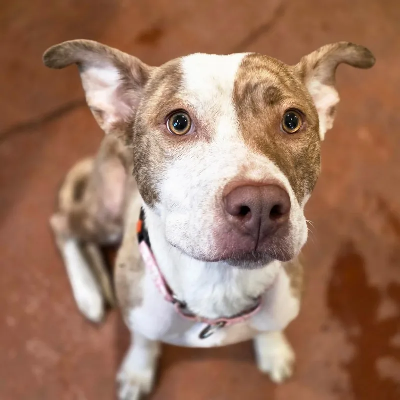 A young medium-sized female Yellow / Tan / Blond / Fawn Mixed Breed dog named Nina for adoption in Glenfield, NY
