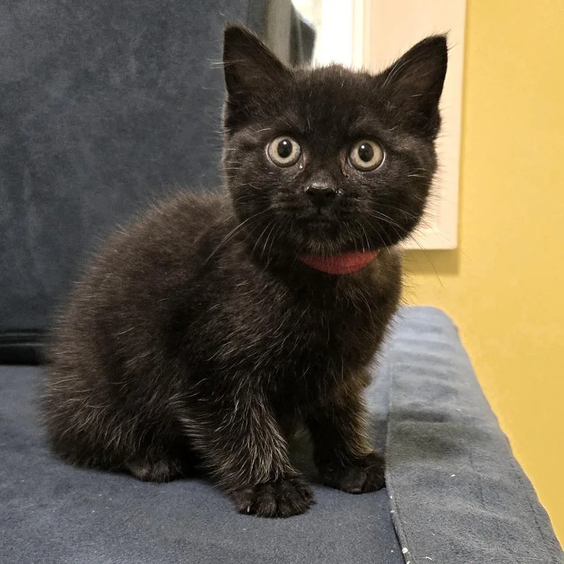 A baby small-sized female Black Domestic Medium Hair cat named Sternum for adoption in Brownsboro, AL