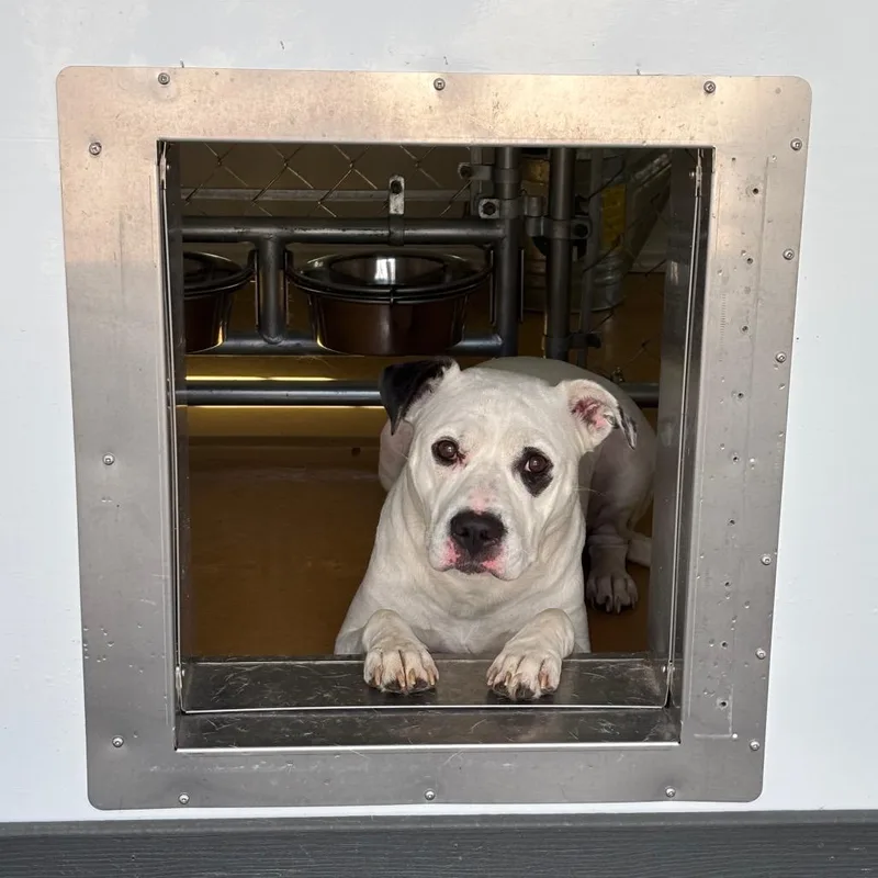 An adult medium-sized female White / Cream Mixed Breed dog named Karmalea for adoption in Greenville, SC
