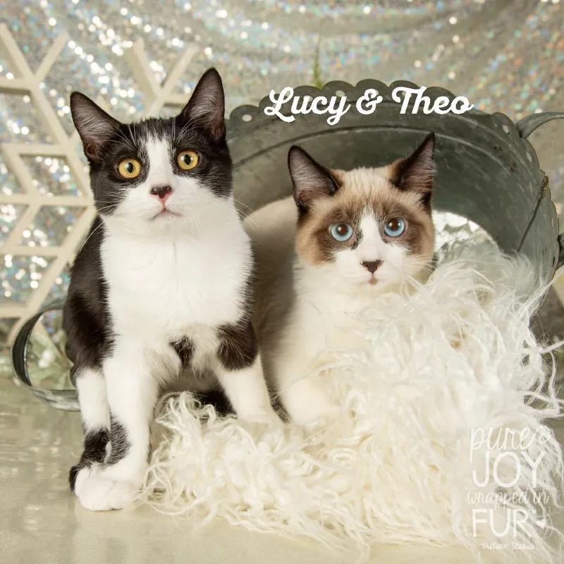 A young small-sized male Domestic Short Hair cat named Theodore for adoption in Springfield, MO