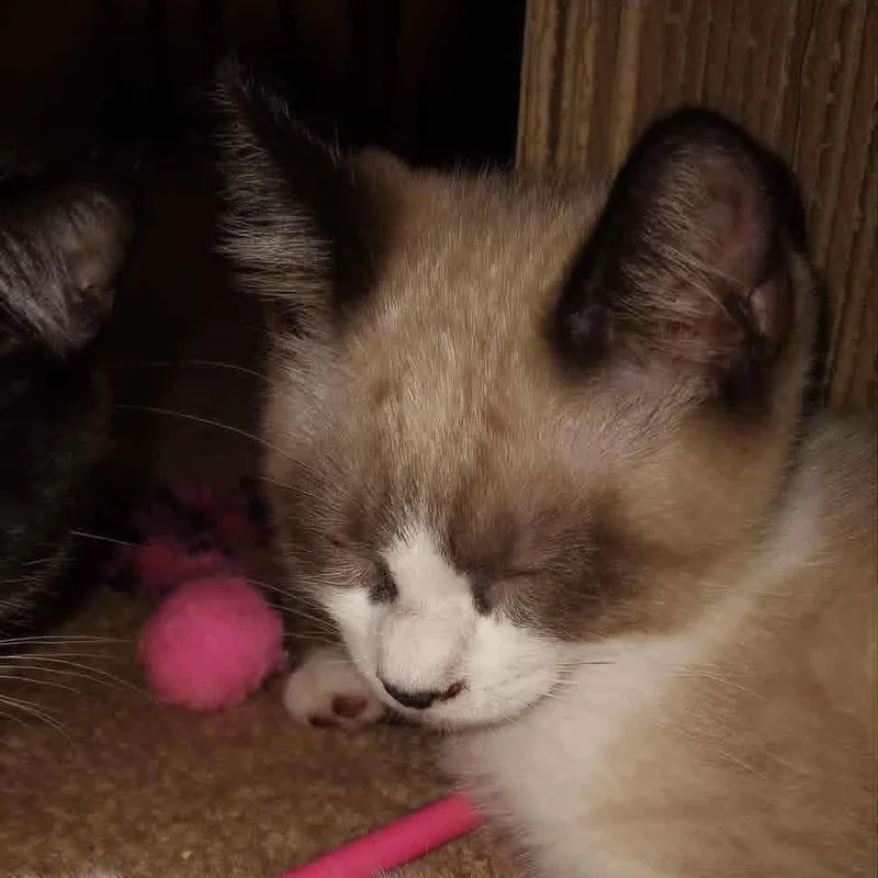 Theodore thumbnail 3