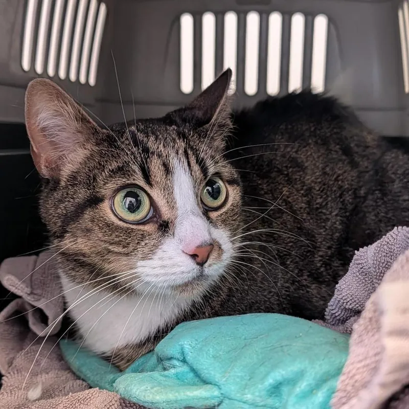 An adult medium-sized female Brown / Chocolate Domestic Short Hair cat named Mary for adoption in Clearwater, FL