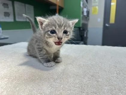 A young small-sized female Domestic Short Hair cat named Volt for adoption in Kansas City, MO