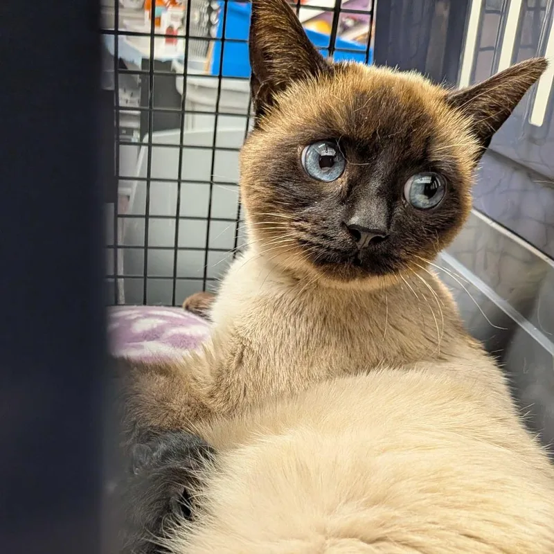 Sapphire thumbnail 2