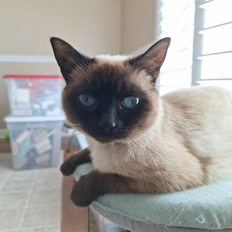 Sapphire thumbnail 3