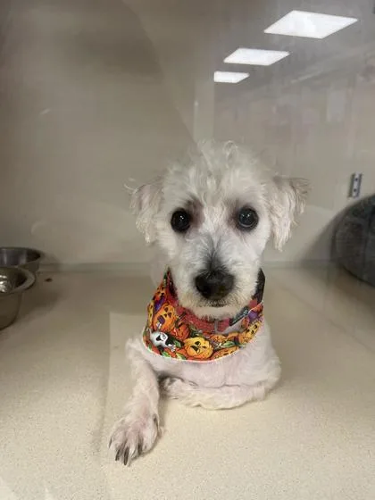 Hercules Please Read My