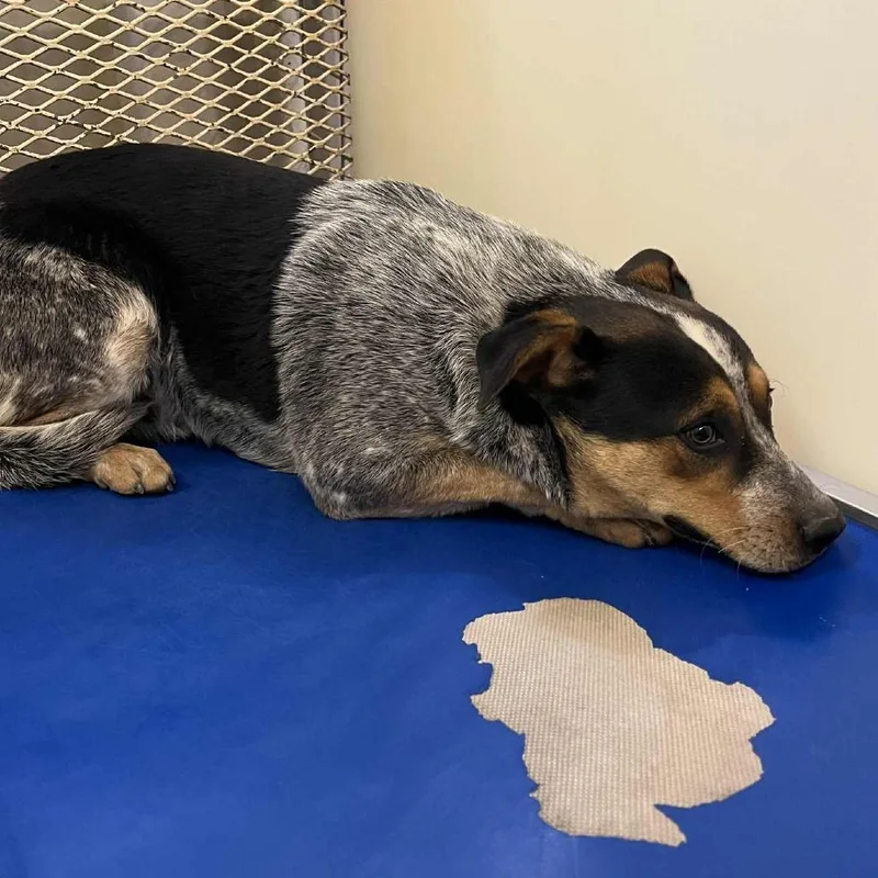 An adult medium-sized male Black Australian Cattle Dog / Blue Heeler dog named Loaf for adoption in Stephenville, TX