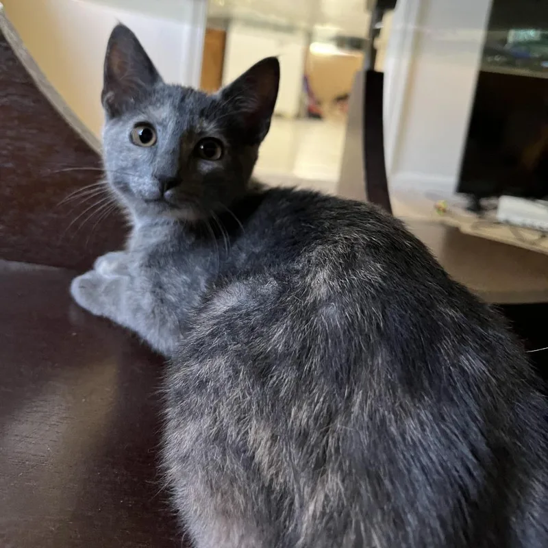 A young small-sized female Gray / Blue / Silver Domestic Short Hair cat named Lokelani for adoption in Roanoke, VA