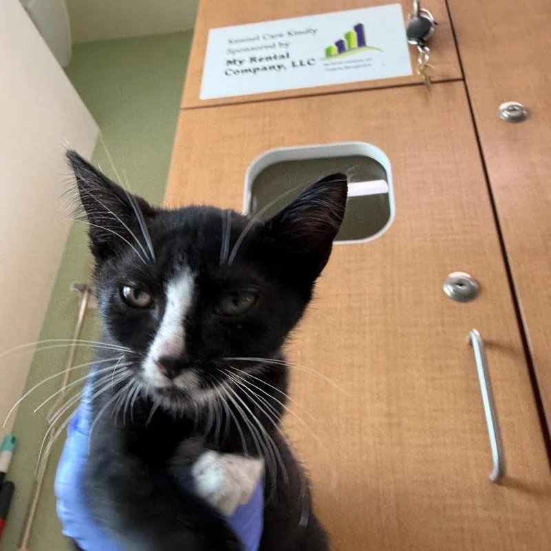 A baby small-sized female Black Domestic Short Hair cat named Ghostface for adoption in Pullman, WA