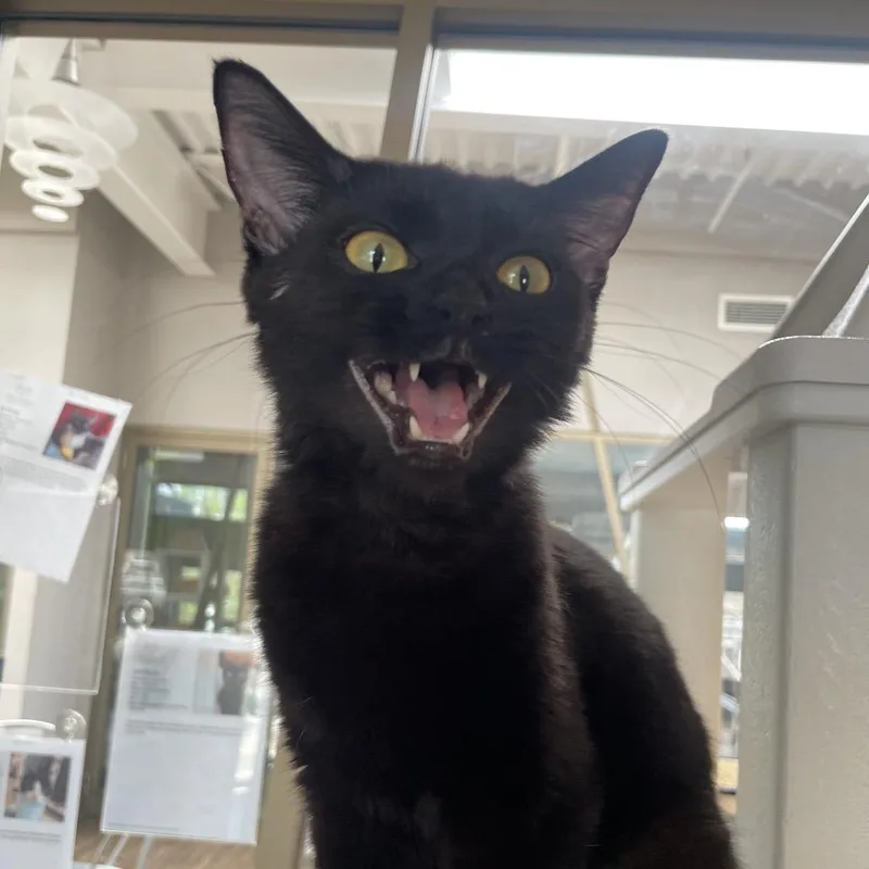A young medium-sized female Black Domestic Short Hair cat named Georgia for adoption in Chicago, IL